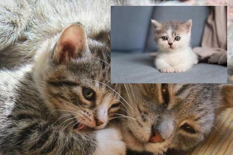 Kittens! Kittens